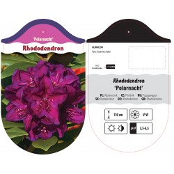 Rhododendron 'Polarnacht'...