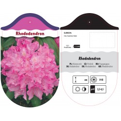 Rhododendron różowy GLRH0204