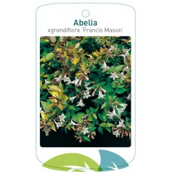Abelia xgrandiflora...
