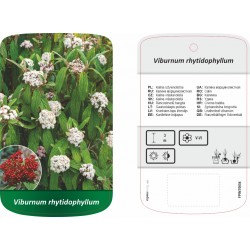 Viburnum rhytidophyllum...