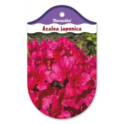 Rhododendron Azalia...