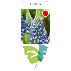 Lupinus blue FMPRL1735