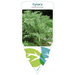 Cynara cardunculus FMPRL1752