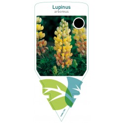 Lupinus arboreus FMPRL1765