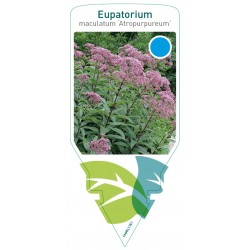 Eupatorium maculatum...