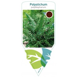 Polystichum polyblepharum...