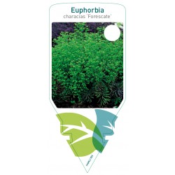 Euphorbia 'Forescate'...