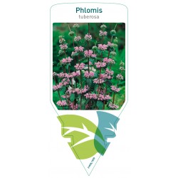 Phlomis tuberosa FMPRL1909