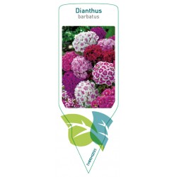 Dianthus barbatus mix...