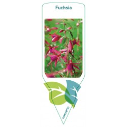 Fuchsia FMPRM0130