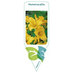Hemerocallis yellow FMPRM0153