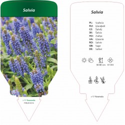 Salvia FPBLBY0216