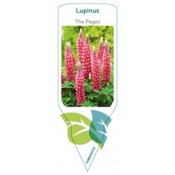 Lupinus 'The Pages' FMPRM0193