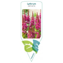 Lythrum salicaria FMPRM0201
