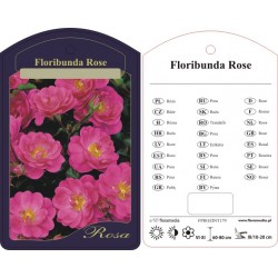 Rosa floribunda różowa...