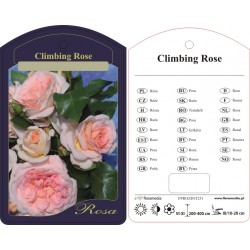 Rosa climber jasno-różowa...