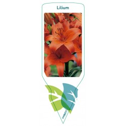 Lilium red FMB0051
