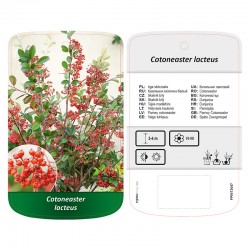 Cotoneaster lacteus FPINT3047