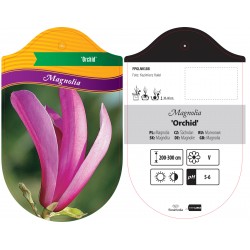 Magnolia 'Orchid' FPGLN0188