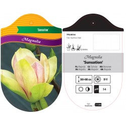 Magnolia 'Sunsation' FPGLN0346