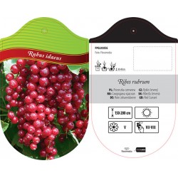 Ribes rubrum FPGLN1056