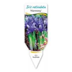 Iris reticulata FPCEB001