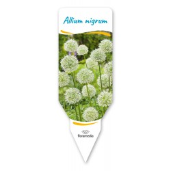 Allium nigrum FPCEB003