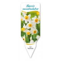 Narcissus canaliculatus...