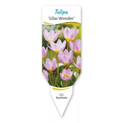 Tulipa 'Lilac Wonder' FPCEB035