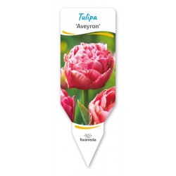 Tulipa 'Aveyron' FPCEB051