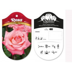 Rosa floribunda polyantha...