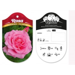 Rosa floribunda polyantha...