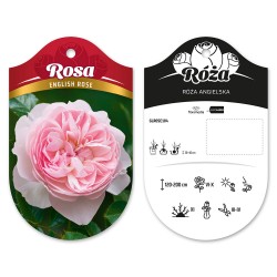 Rosa english rose pastelowo...