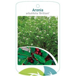Aronia arbutifolia...