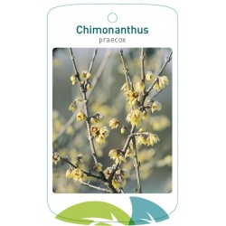 Chimonanthus praecox FMTLL1702