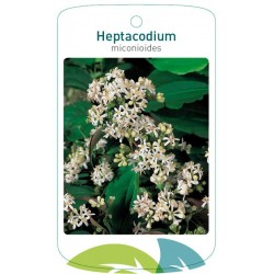 Heptacodium miconioides...