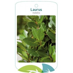 Laurus nobilis FMTLL1093