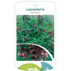 Leycesteria formosa FMTLL1164