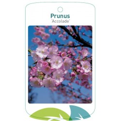 Prunus 'Accolade' FMTLL0511