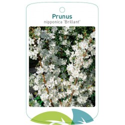 Prunus nipponica 'Brillant'...