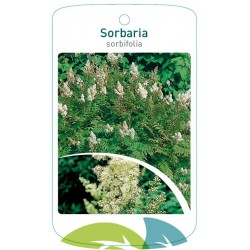Sorbaria sorbifolia FMTLL1718