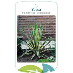 Yucca filamentosa 'Bright...