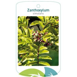 Zanthoxylum simulans FMTLL2353