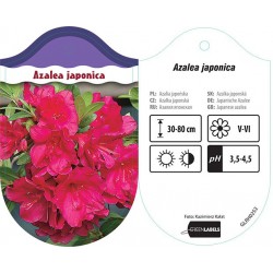 Azalea japonica...