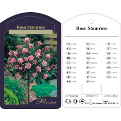 Rosa pienna różowa FPROZINT044