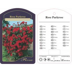Rosa Parkrose czerwona...