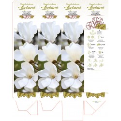 Magnolia ×loebneri FLPUDMAG019