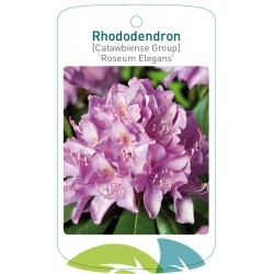 Rhododendron 'Roseum...