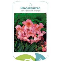 Rhododendron 'Tortoiseshell...