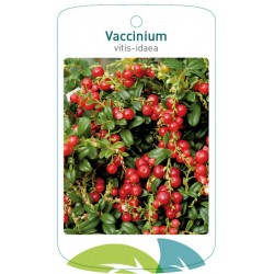 Vaccinium vitis-idaea...